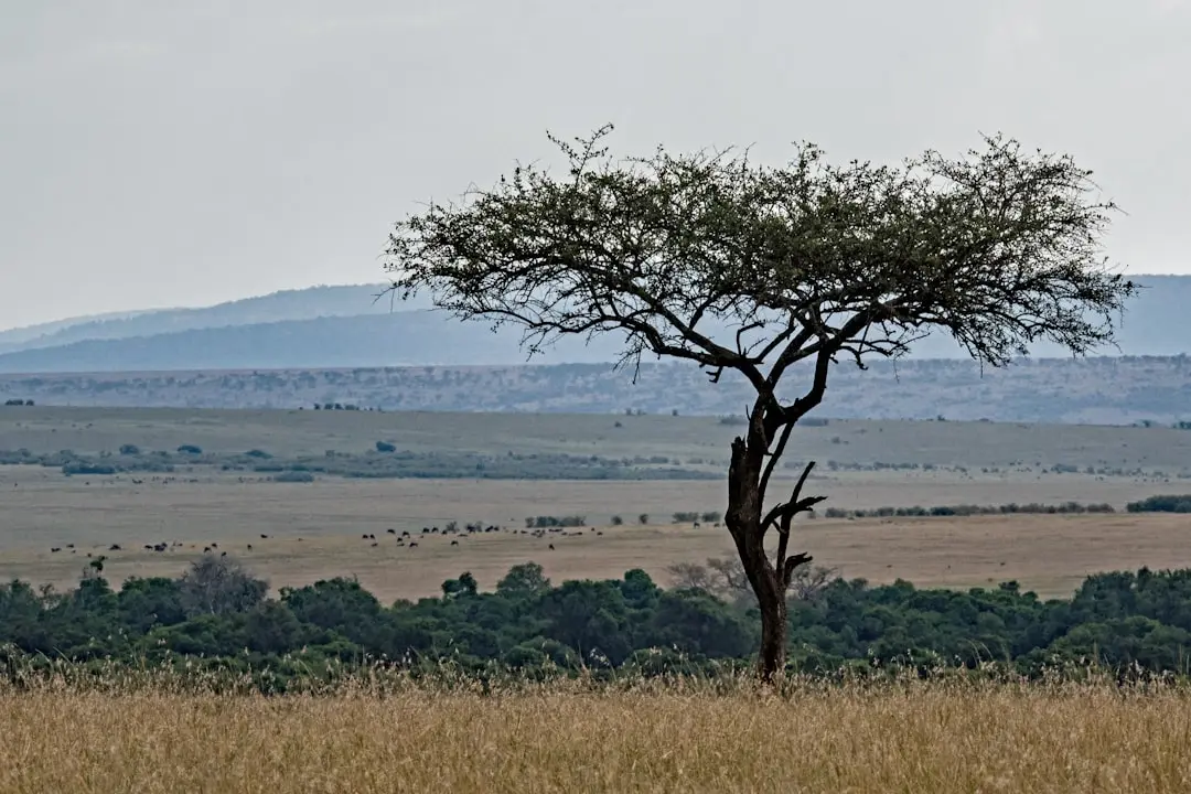 Travel destinations in Kenya